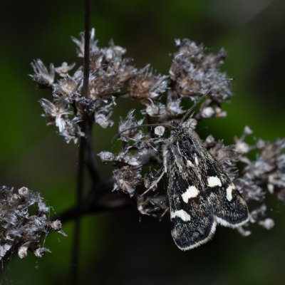 Eurrhypis pollinalis (zavíječ skvrnitý), Havranické vřesoviště