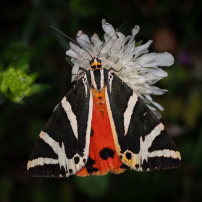Euplagia quadripunctaria (přástevník kostivalový), PR Kamenný vrch