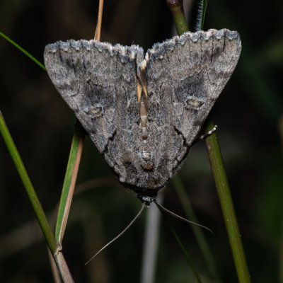 Catocala eutychea (-), GR, Myrtidion monastery, Korfu