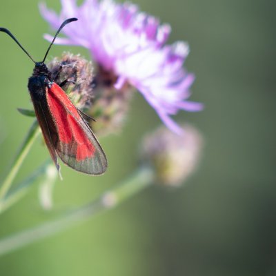 Zygaena purpuralis/minos (vřetenuška mateřídoušková/přehlížená), NPP Švařec