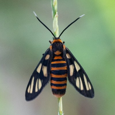 Amata huebneri (-), TH, Khao Sok