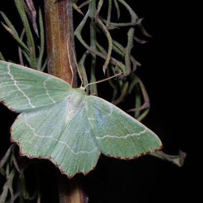 Thalera fimbrialis (zelenopláštník mateřídouškový), Lysá hora u Ochozu