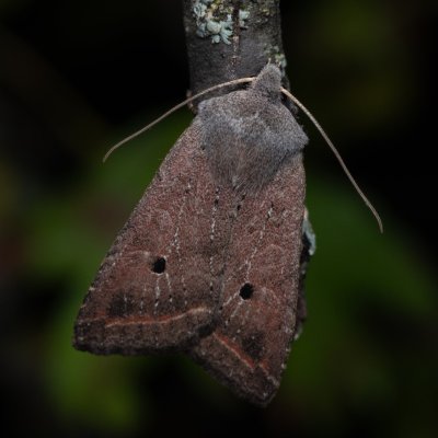 Agrochola lota (polnice vrbová), Hády - odkaliště