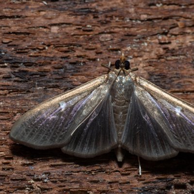 Cydalima perspectalis (zavíječ zimostrázový), NPR Slanisko u Nesytu
