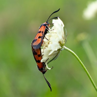 Zygaena laeta (vřetenuška pozdní), PR Kamenný vrch