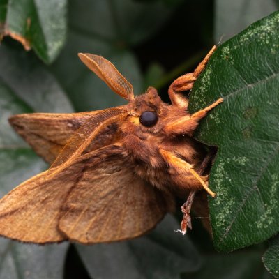 Euthrix potatoria (bourovec trávový), NPP Pouzdřanská step - Kolby