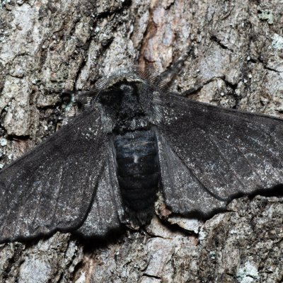 Biston betularia (drsnokřídlec březový), Žebětín