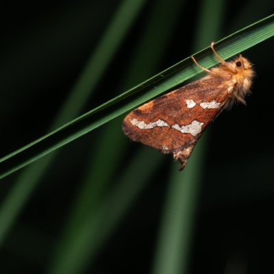 Phymatopus hecta (hrotnokřídlec lesní), NPR Radostínské rašeliniště