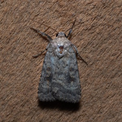 Caradrina morpheus (blýskavka kopřivová), Hrušovany u Brna