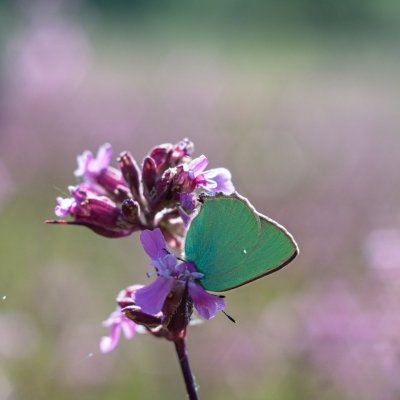 Callophrys rubi (ostruháček ostružinový), PR Kamenný vrch