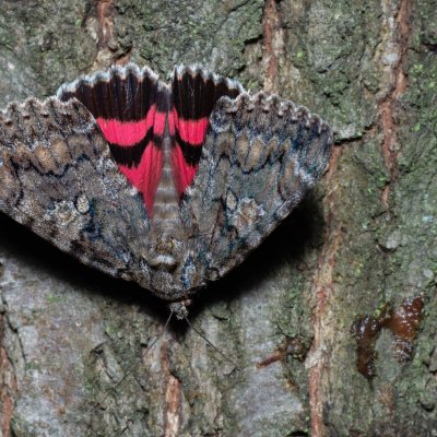 Catocala sponsa (stužkonoska dubová), Žebětín