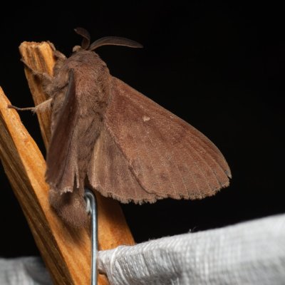 Dendrolimus pini (bourovec borový), PP Černice