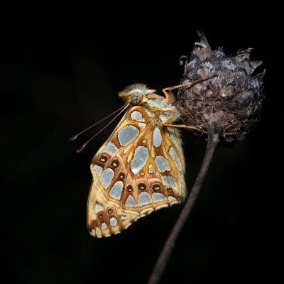 Issoria lathonia (perleťovec malý), PR Liščí vrch