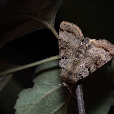 Eugnorisma depuncta (osenice tečkovaná), PR Kamenný vrch