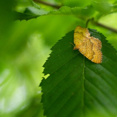 Camptogramma bilineatum (píďalka kopřivová), Ochoz u Brna