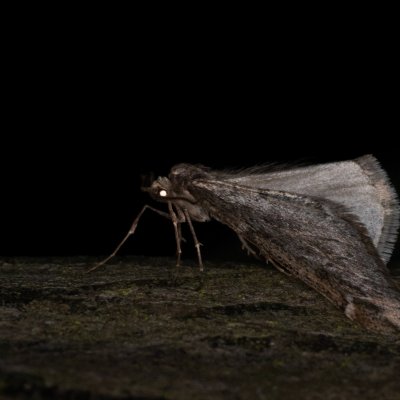 Alsophila aescularia (hedvábnice jarní), Žebětín