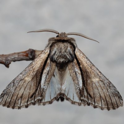 Paradrymonia vittata (-), HR, Jablanac