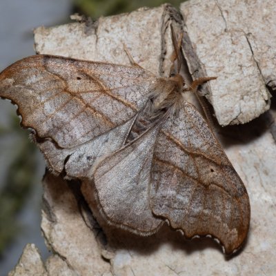Falcaria lacertinaria (srpokřídlec březový), Henčov