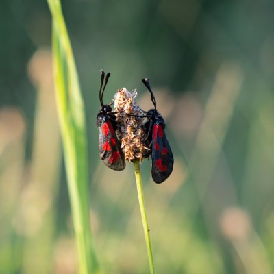 Zygaena loti (vřetenuška kozincová), PR Kamenný vrch