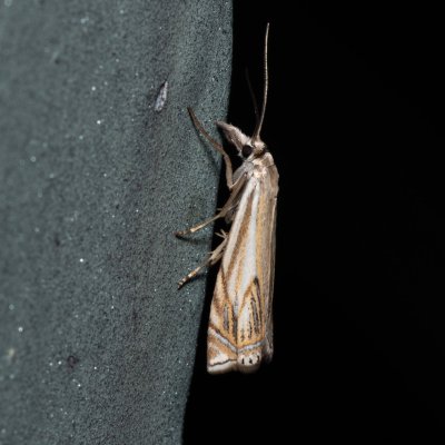 Crambus lathoniellus (travařík obecný), Kývalka