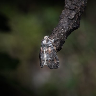 Cymatophorina diluta (můřice podzimní), PP Milovická stráň