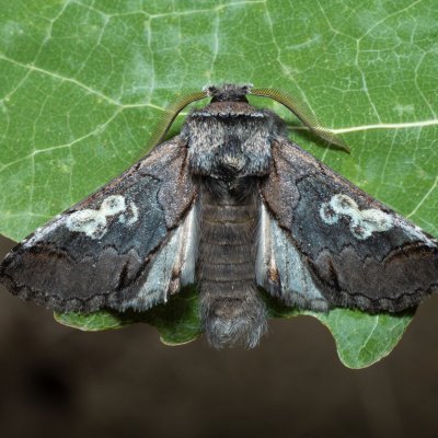 Diloba caeruleocephala (modrohlávek ovocný), Kamenný vrch