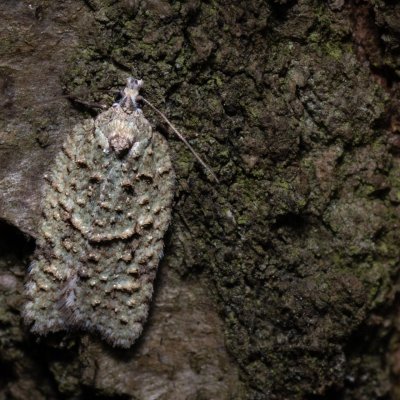 Acleris literana (obaleč zelenavý), Ždánický les
