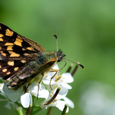 Carterocephalus palaemon (soumračník jitrocelový), Podkomorské lesy, Kopeček