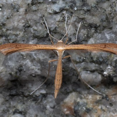 Stenoptilia sp., SK, Štôla