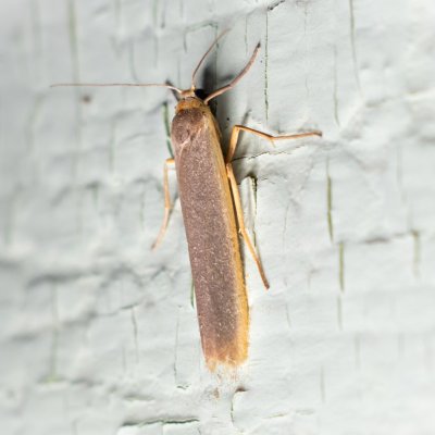 Eilema sp., SK, Štôla