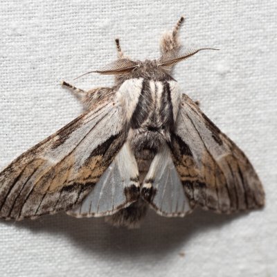 Harpyia milhauseri (hřbetozubec Milhauserův), Hády