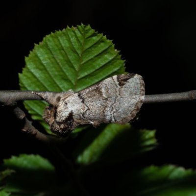 Drymonia obliterata (hřbetozubec tmavoúhlý), Žebětín