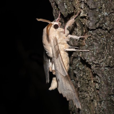 Marumba quercus (lišaj dubový), PR Svatý kopeček