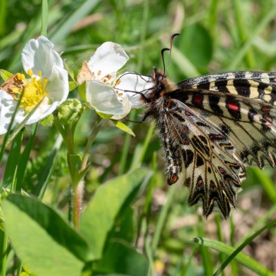 Zerynthia polyxena (pestrokřídlec podražcový), Biskoupky