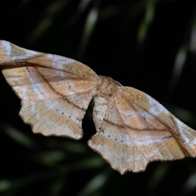 Apeira syringaria (zejkovec šeříkový), PR Kamenný vrch