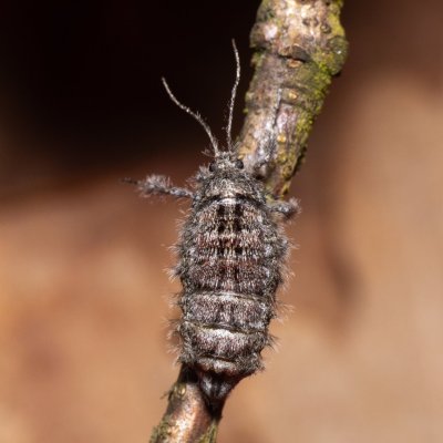 Apocheima hispidaria (drsnokřídlec dubový), Žebětín