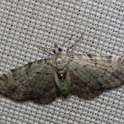 Pasiphila debiliata (píďalička borůvková), NPR Radostínské rašeliniště