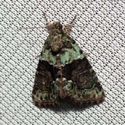 Cryphia algae (šípověnka lipová), PP Skalky u Sedlece