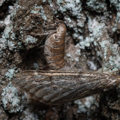 Alsophila aescularia (hedvábnice jarní), Žebětín