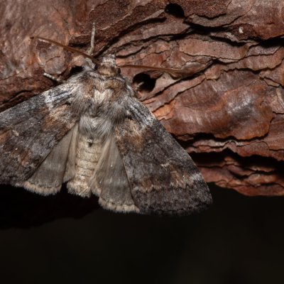 Cymatophorina diluta (můřice podzimní), PP Milovická stráň