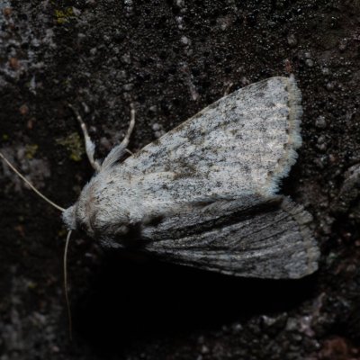 Aporophyla canescens (-), HR, Jablanac