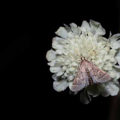 Dolicharthria punctalis (-), PR Kamenný vrch