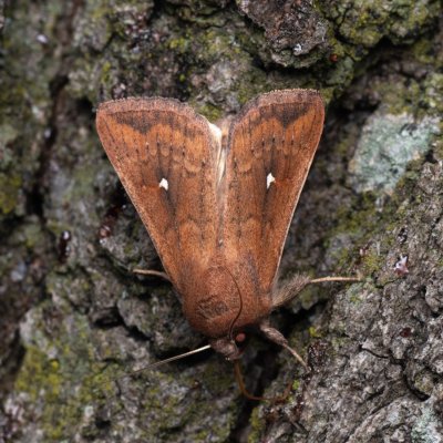 Mythimna albipuncta (plavokřídlec bělotečný), NPP Pouzdřanská step - Kolby