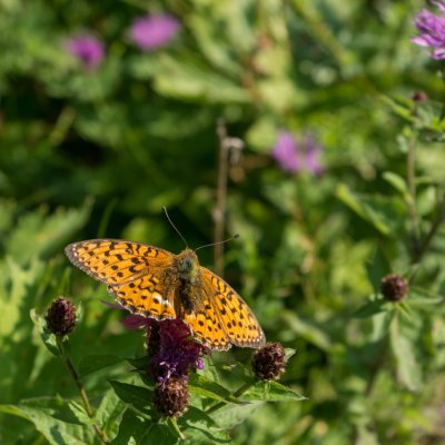 Argynnis aglaja (perleťovec velký), SLO, Vršič