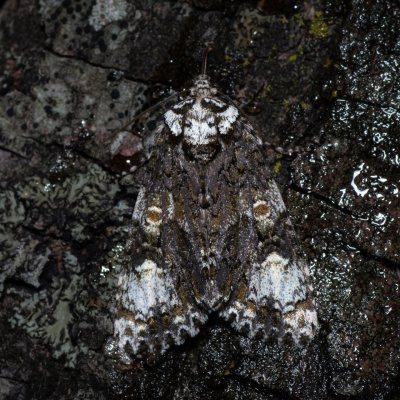 Craniophora ligustri (šípověnka jasanová), HR, Jablanac