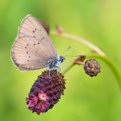 Maculinea nausithous (modrásek bahenní), PR Studnické louky