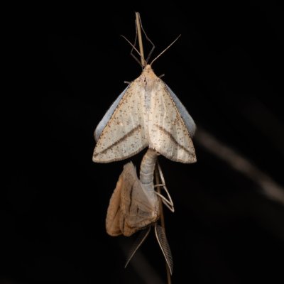 Aspitates gilvaria (-), PP Černice