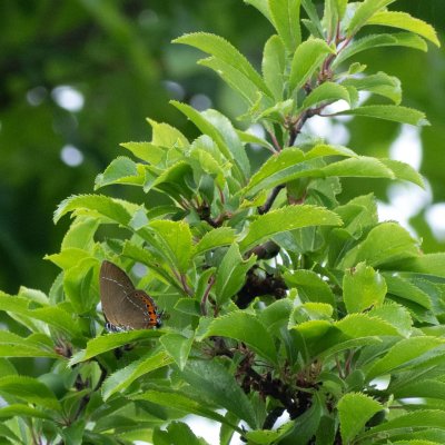 Satyrium pruni (ostruháček švestkový), PP Černice