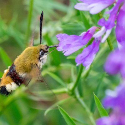 Hemaris fuciformis (dlouhozobka zimolezová), PP Velká Klajdovka