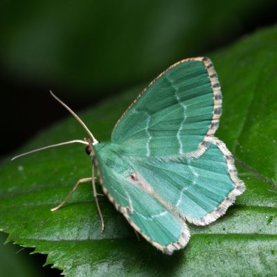 Hemithea aestivaria (zelenopláštník trnkový), Augšperský potok